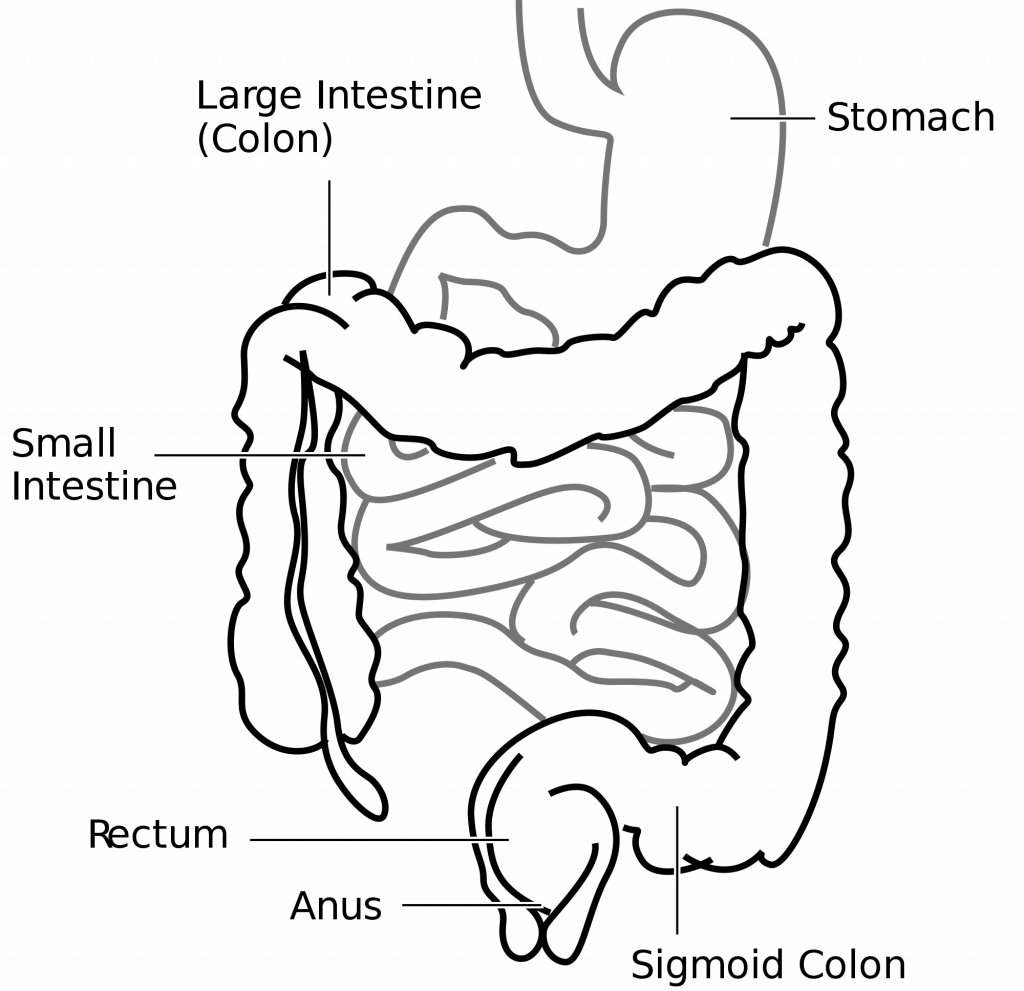 intestine - wikipedia