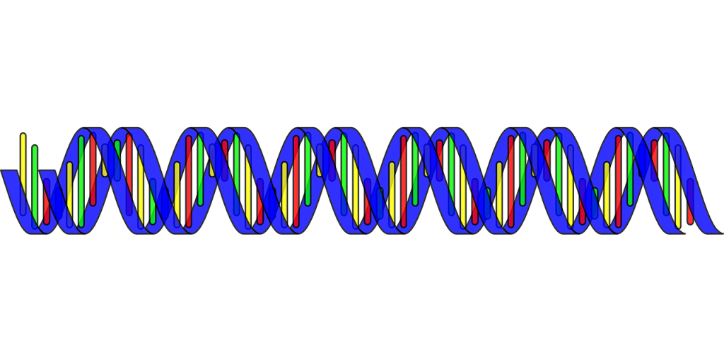 RNA DNA