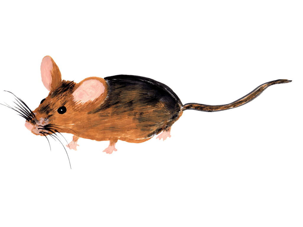 mouse pixabay