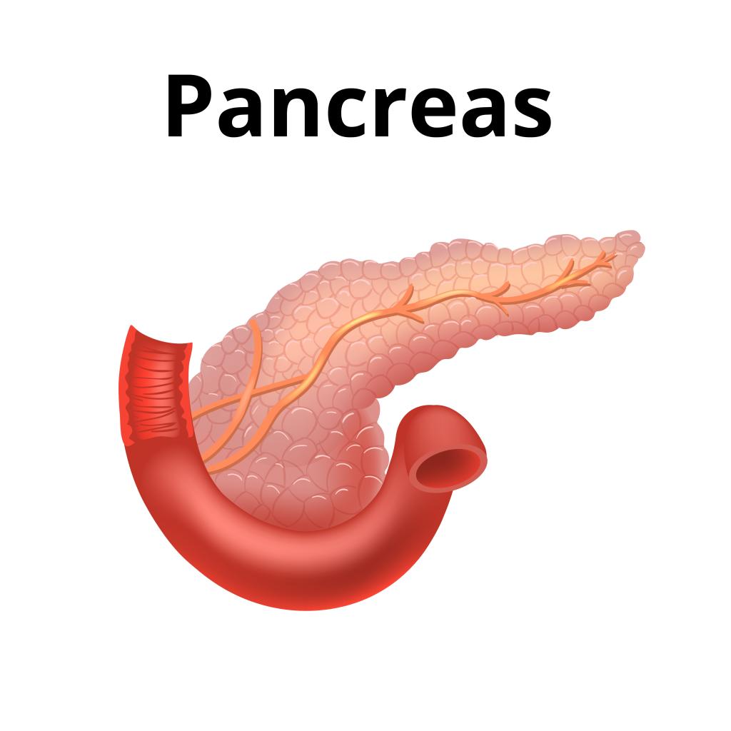 pancreas shutterstock