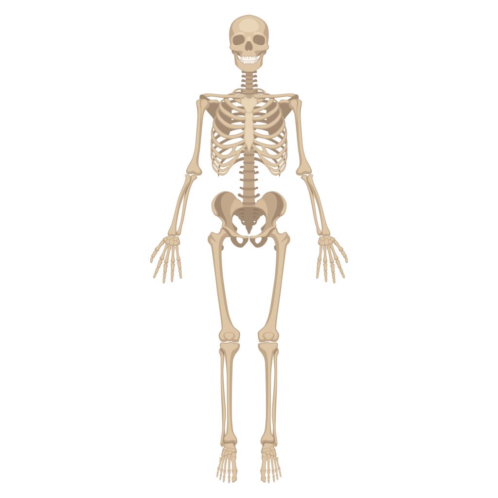 skeleton shutterstock