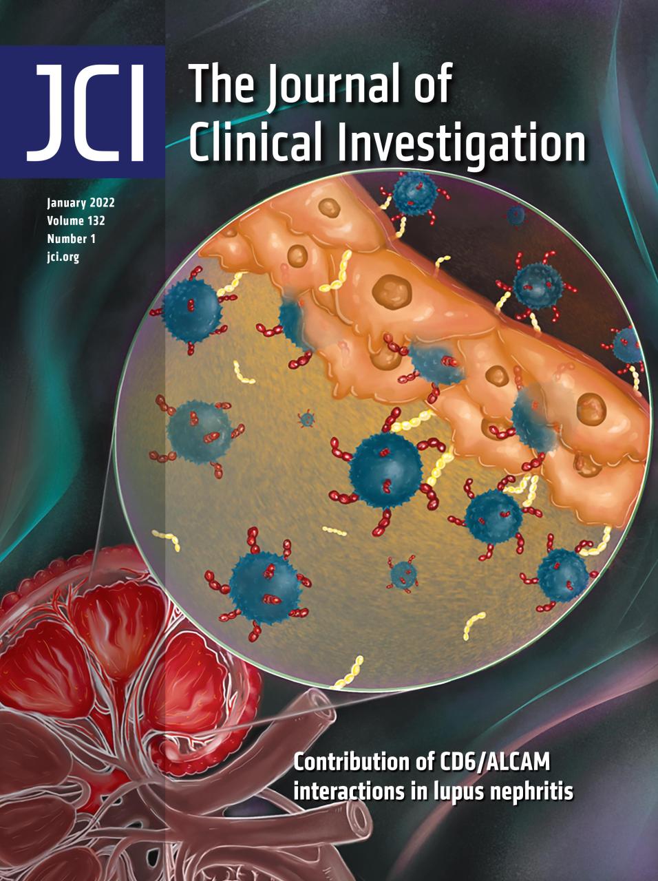 Research of Prof. Chaim Putterman, Associate Dean for Research, on the cover of JCI