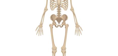 skeleton shutterstock