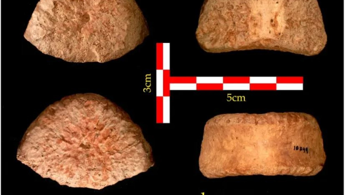 Alon Barash vertebra at Ubeidiya