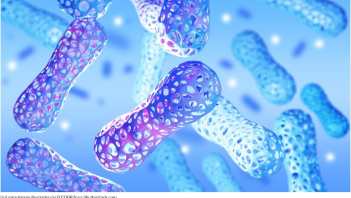 Gut microboime - shutterstock FOTOGRIN