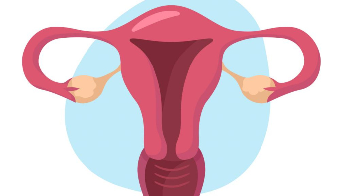 uterus shutterstock