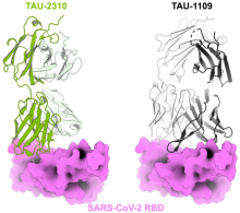 TAU-1109 and TAU-2310 