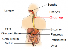 esophagus wikimedia