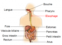 esophagus location