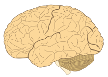 brain (wikimedia)