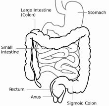 intestine wikipedia