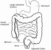 intestine - wikipedia