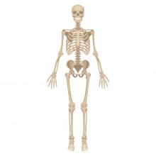 skeleton shutterstock