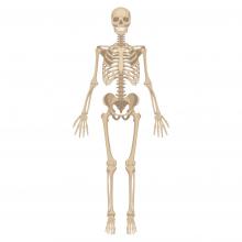 skeleton shutterstock