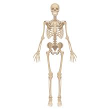 skeleton shutterstock