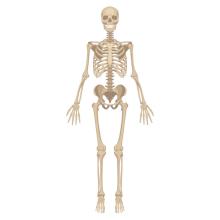 skeleton shutterstock
