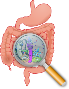 microbiome bacteria pixabay