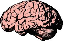 brain pixabay