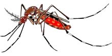 mosquito pixabay