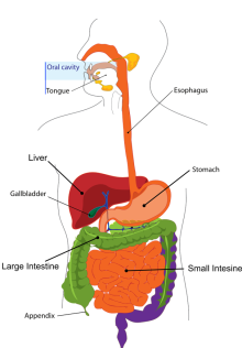 digestion stomach pixabay