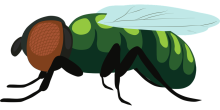fruit fly pixabay