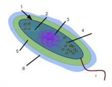 glycocalyx wikipedia