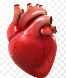 heart shutterstock