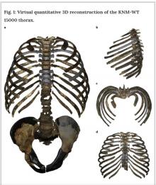 homo erectus thorax