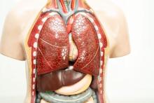 torso shutterstock