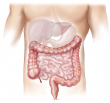 intestine pixabay