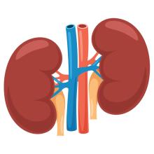 kidney shutterstock