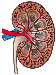 kidney