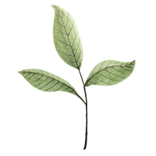 leaves pixabay