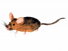 mouse pixabay