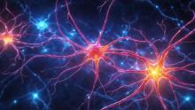 nerve cells shutterstock