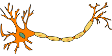 neuron