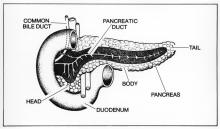 pancreas