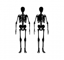 skeleton