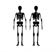 skeleton