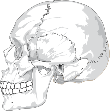 skull pixabay