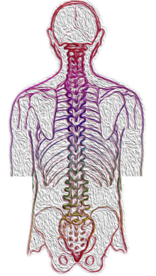 spine pixabay
