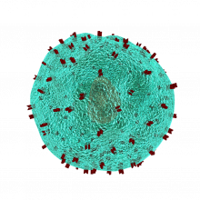 t cell pixabay