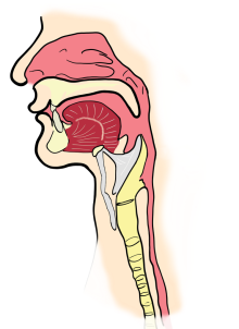 throat larynx pixabay