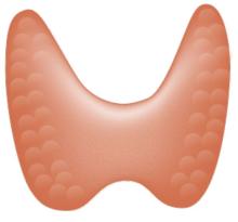 thyroid wikimedia
