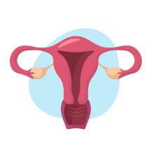 uterus shutterstock